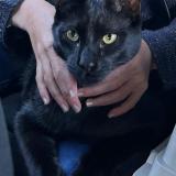 Picture of cat lost at Aix En Provence