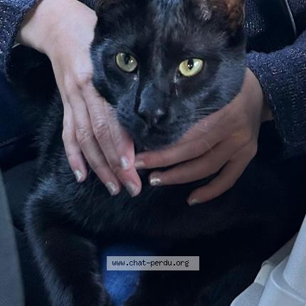 Photo 1/1 Minuit Chat lost in Aix en provence