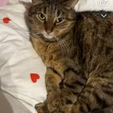 Picture of cat lost at Erquinghem Lys