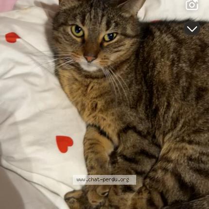 Photo 1/1 Pedro Chat lost in Erquinghem lys