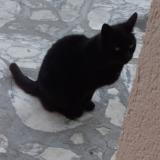 Picture of cat lost at Clichy Sous Bois