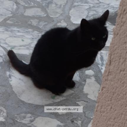 Photo 1/1 Choupette Chat lost in Clichy sous bois