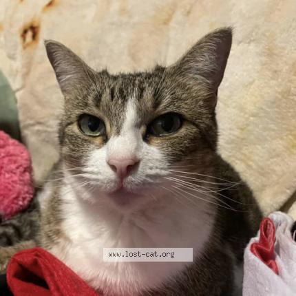 Photo 1/1 Kit Chat lost in Houston