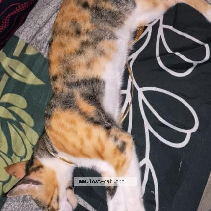 Photo 1/1 Luna Cat lost in Gurugram