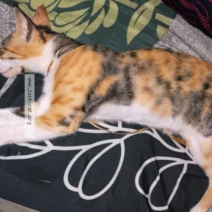 Photo 1/1 Luna Cat lost in Gurugram