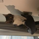 Picture of cat lost at Vallorbe