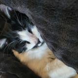 Picture of cat lost at Decines Charpieu