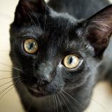 Picture of cat lost at Sin Le Noble