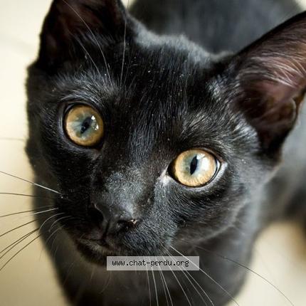 Photo 1/1 Mon bébé Chat lost in Sin le noble