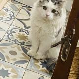 Picture of cat lost at Nimes