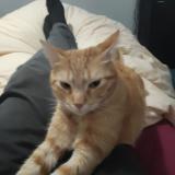 Picture of cat lost at Bordeaux