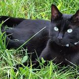 Picture of cat lost at Fleurines