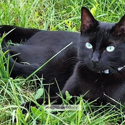 Photo 1/1 Kyara Chat lost in Fleurines