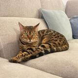 Picture of cat lost at Baixas