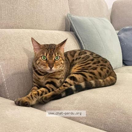 Photo 1/1 TIM Chat lost in Baixas