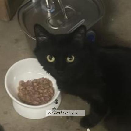 Photo 1/1 Leia Chat lost in Anaheim