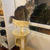 Picture of cat lost at Reims