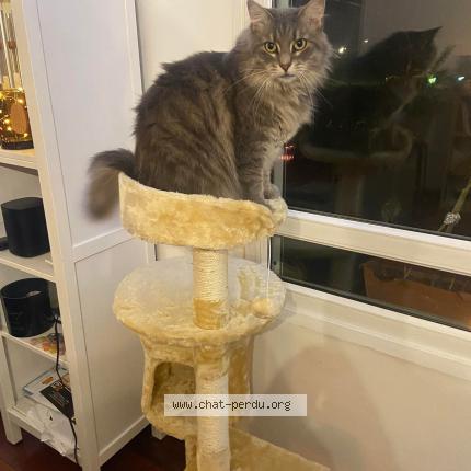 Photo 1/1 Odette Chat lost in Reims