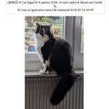 Picture of cat lost at Hareville Sous Montfort