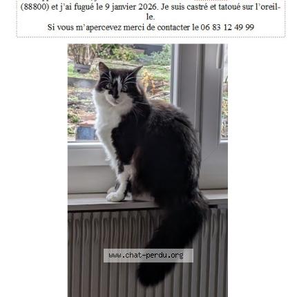 Photo 1/1 Picsou Chat lost in Hareville sous montfort