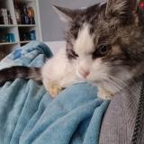 Picture of cat found at Ymeray