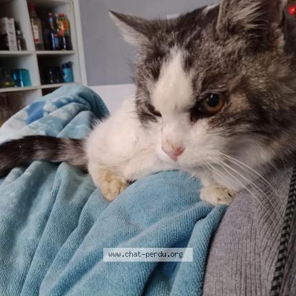 Photo 1/1 Found cat Found in Ymeray