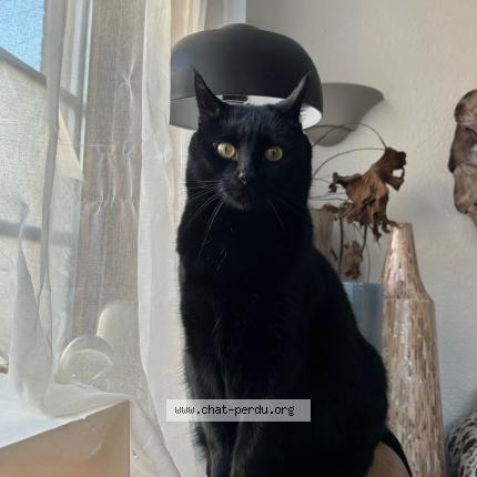 Foto 1/1 Kat teruggevonden Vermist in Bovesse