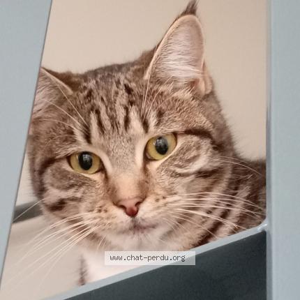 Photo 1/1 Found cat Found in Nantes