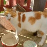 Picture of cat lost at Urt