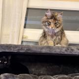 Picture of cat lost at Marseille 05