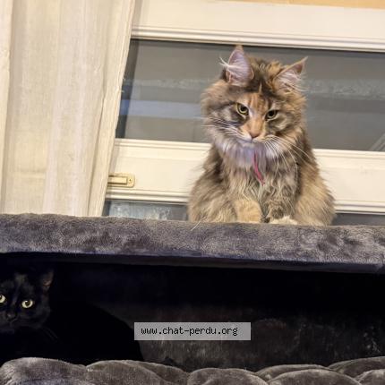 Photo 1/1 zoe Chat lost in Marseille 05