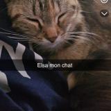 Picture of cat lost at Paimpol
