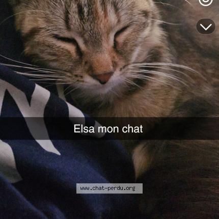 Photo 1/1 Elsa Chat lost in Paimpol