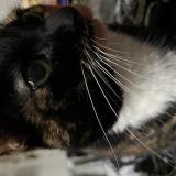 Picture of cat lost at Nantes