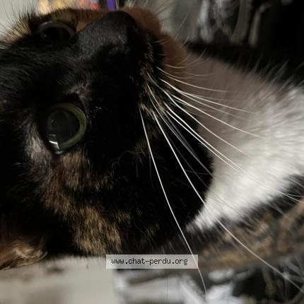 Photo 1/1 Patoune Chat lost in Nantes