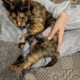 Picture of cat lost at Lille Hellemmes