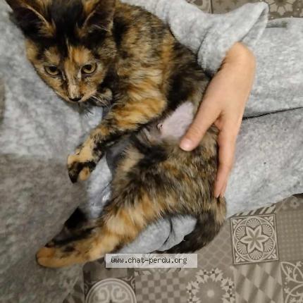 Photo 1/1 Colette Chat lost in Lille hellemmes