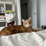 Picture of cat lost at Lille