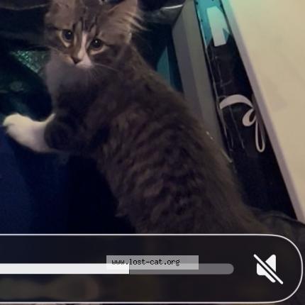 Photo 1/1 Sebastian Chat lost in Cedar rapids