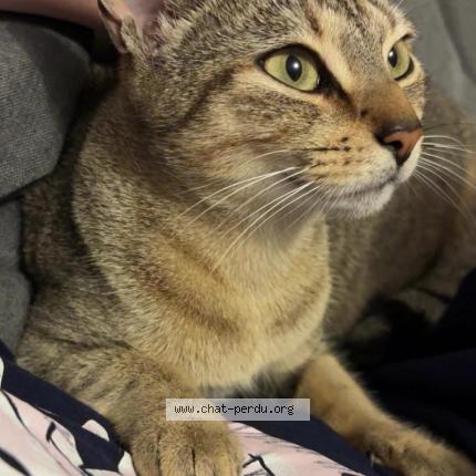 Photo 1/1 Bella Chat lost in Donges