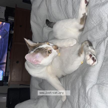 Photo 1/1 Gatito Chat lost in Loveland