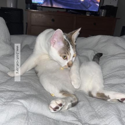 Photo 1/1 Gatito Cat lost in Loveland