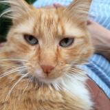 Picture of cat lost at Le Mans