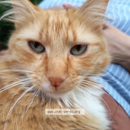 Photo 1/1 Caramel Chat lost in Le mans