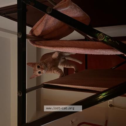 Photo 1/1 candy Chat lost in Bengaluru