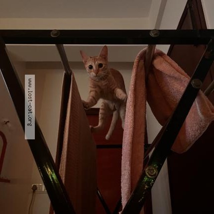Photo 1/1 candy Cat lost in Bengaluru