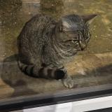 Picture of cat found at Amiens