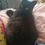 Picture of cat lost at Angers