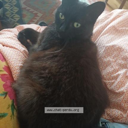 Photo 1/1 Kuro Chat lost in Angers