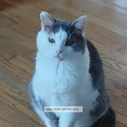 Photo 1/1 Merlin Chat lost in Contrecoeur